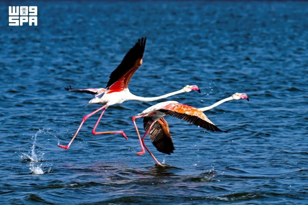 Migratory Birds Bring Seasonal Spectacle to Jeddah’s Red Sea Coast