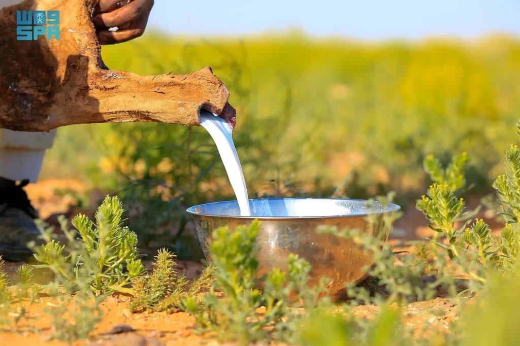 Camel Milk: A Seasonal Staple Reviving Spring Traditions in Northern Borders