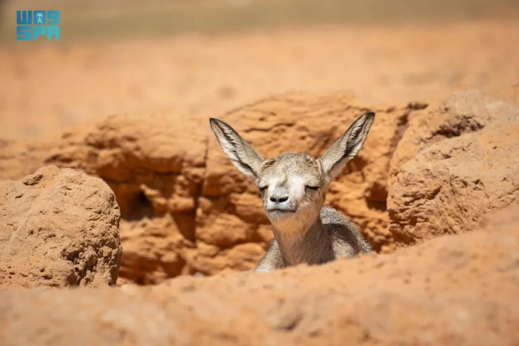 Two royal reserves witness births of 55 Arabian oryx and gazelles