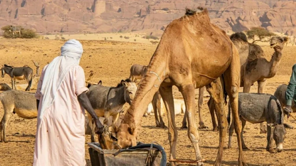 At least 42 killed in eastern Chad after water dispute escalates