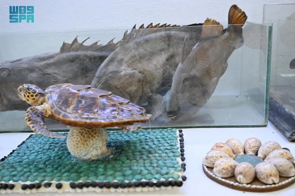 Farasan Maritime Museum Preserves Red Sea Heritage for Two Decades