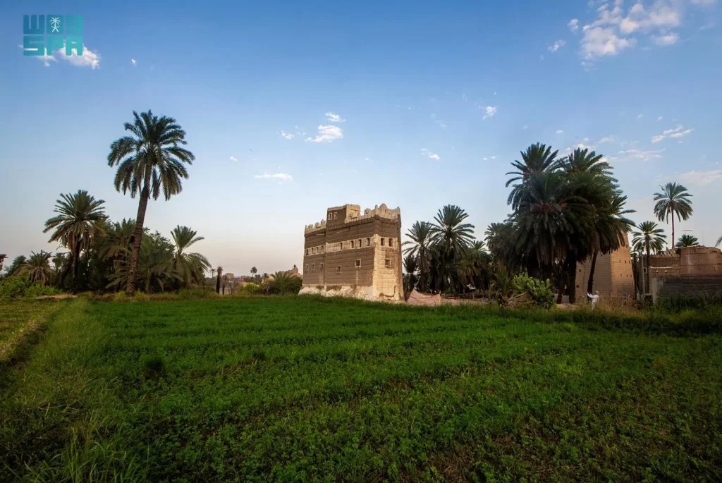 Najran’s Ancient Palm Trees: Deep Roots in History, Culture, and Agriculture