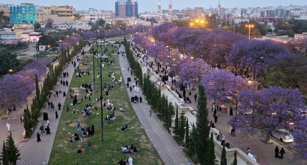 Abha Draws Crowds as Jacaranda Trees Bloom in Mild Spring Weather