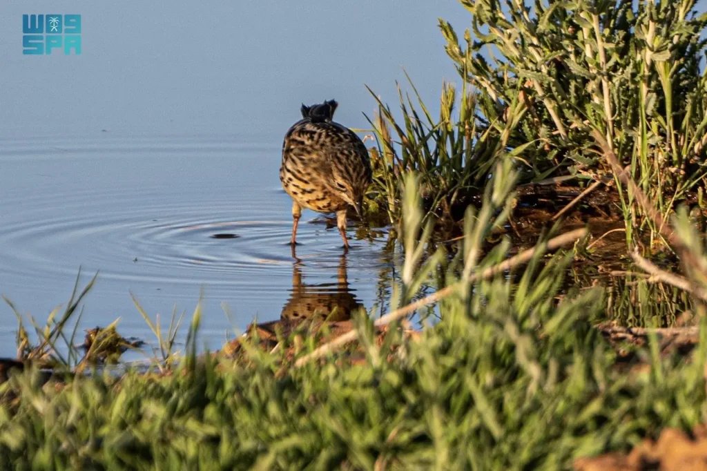 Red-throated Pipit: A Colorful Seasonal Visitor to the Kingdom’s Wilderness