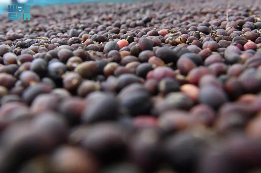 Jazan’s Coffee Farms Evolve into Leading Rural and Ecotourism Destinations