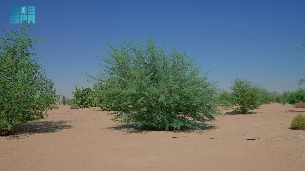 King Abdulaziz Royal Reserve Achieves Environmental Milestone, Rehabilitates over 60% of First One Million Hectares of Vegetated Land