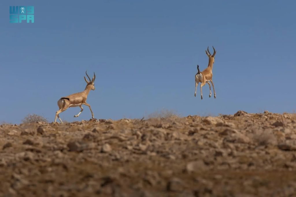Over 90 Wild Species Births Recorded in Imam Turki Royal Nature Reserve in Q1 2026