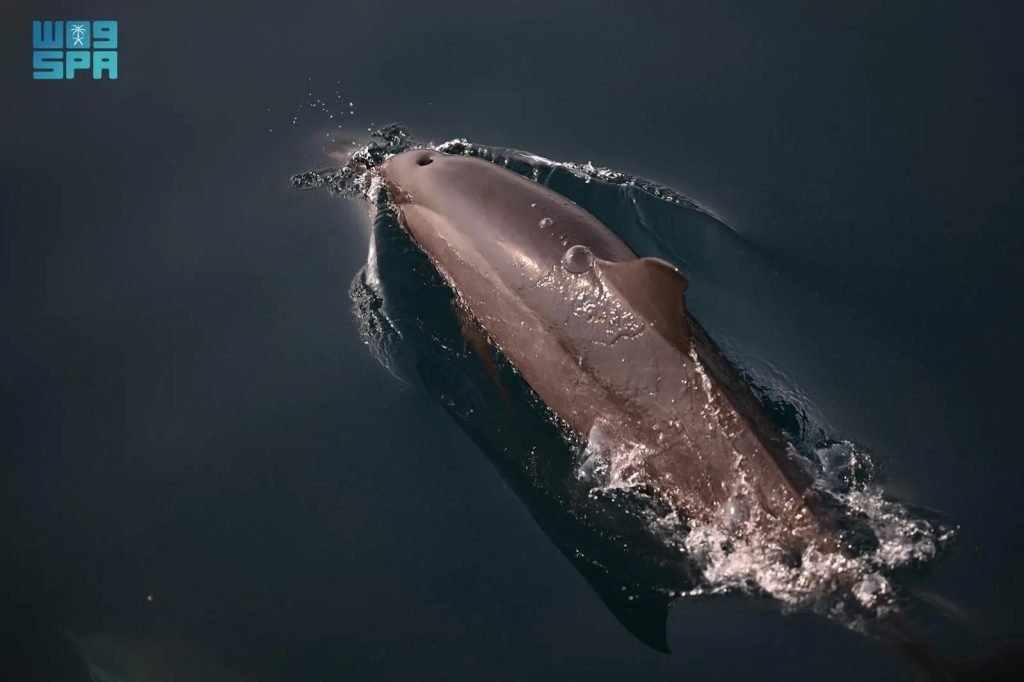 Dolphin Sightings Enhance Tourist Appeal of Farasan Islands