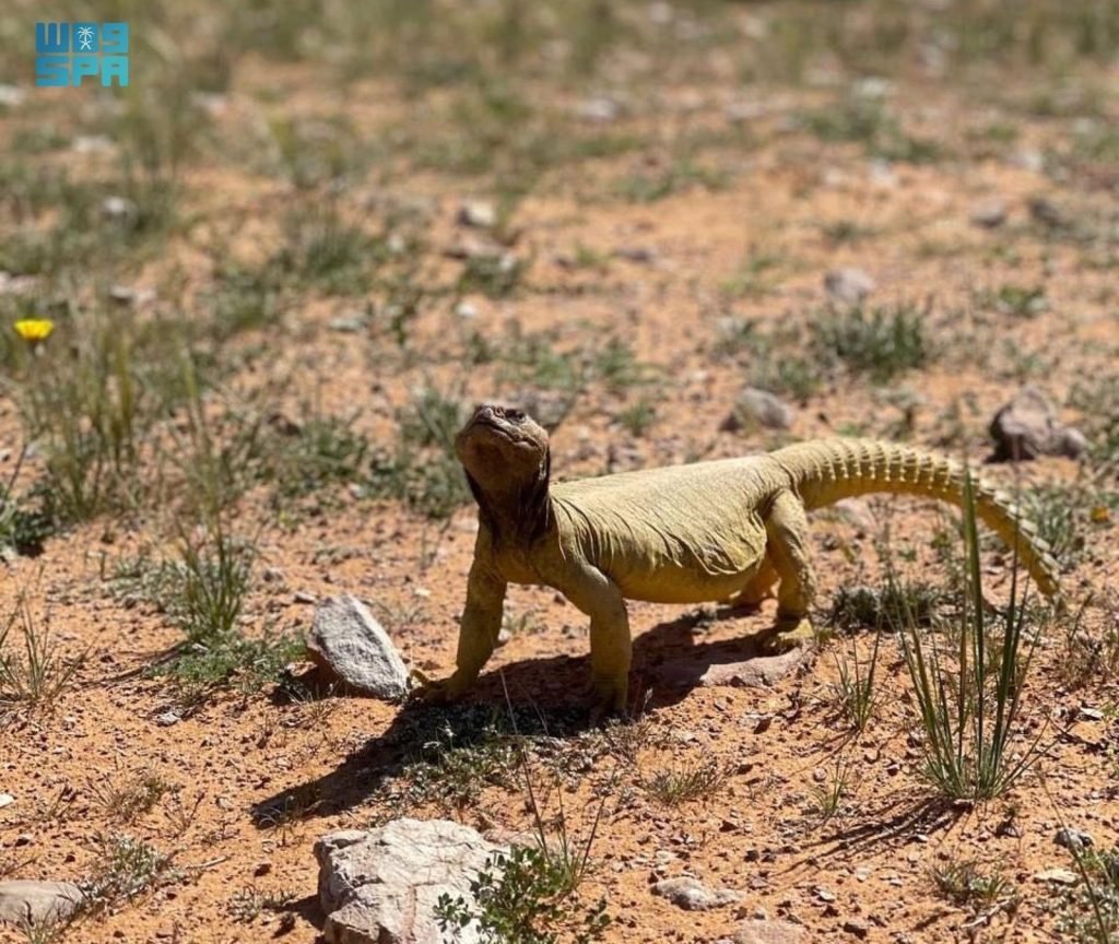 Spiny-Tailed Lizards Resurge in Rafha, Signal Environmental Recovery