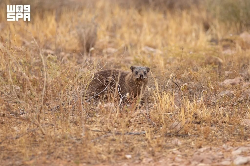 Imam Turki Bin Abdullah Royal Reserve Celebrates 12 Rock Hyrax Births in Early 2026