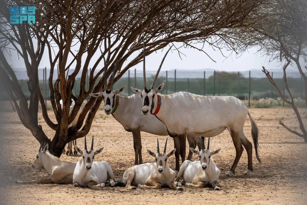 Arabian Oryx Recovery Marks Major Achievement in Saudi Conservation Efforts