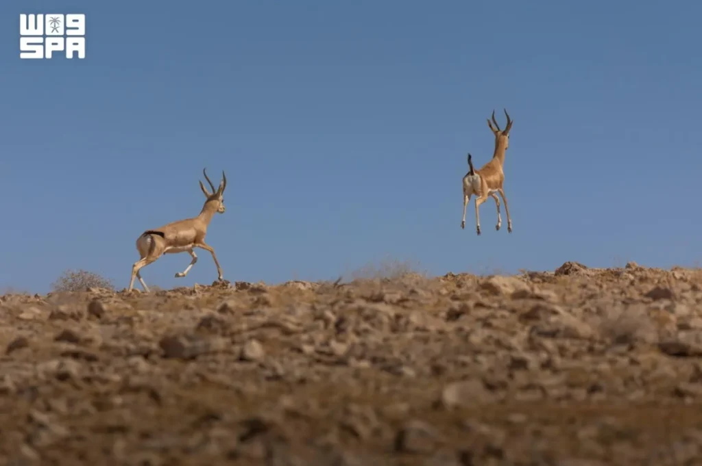 Over 40 Arabian sand gazelle births recorded at Imam Turki bin Abdullah Royal Reserve