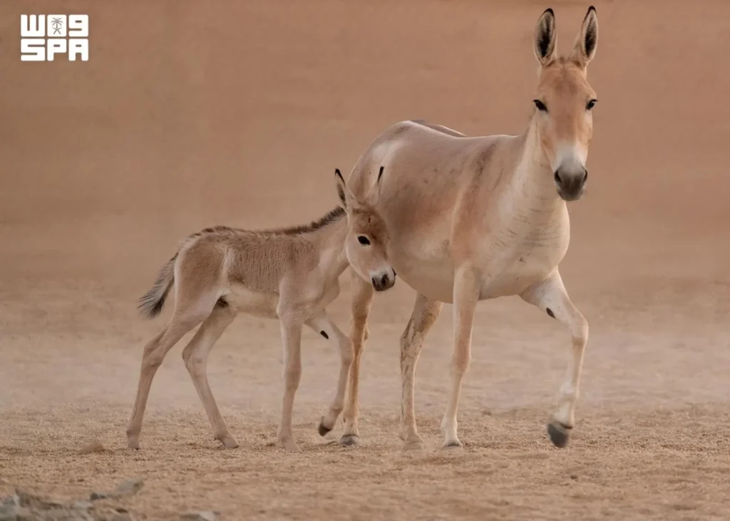 Saudi Arabia marks first birth of onager, one of world’s rarest animals, in over 100 years