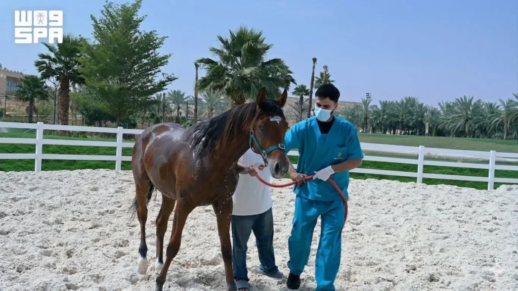 Saudi Arabia declared free of equine viral arteritis