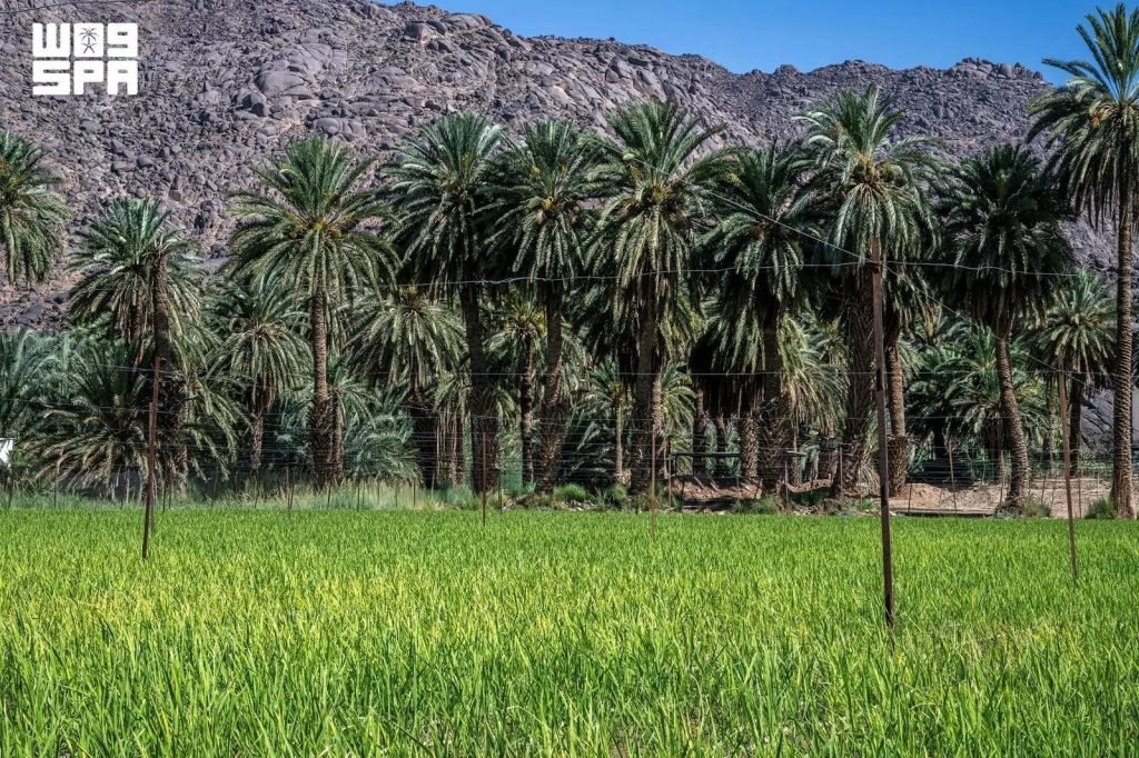 Najran Advances Agricultural Sustainability with Innovative Farming Trials