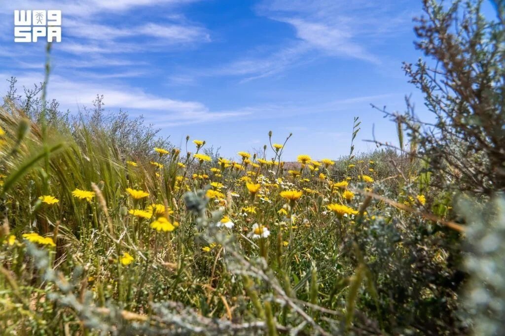 Wild Plants Reflect Northern Borders Region’s Environmental Identity