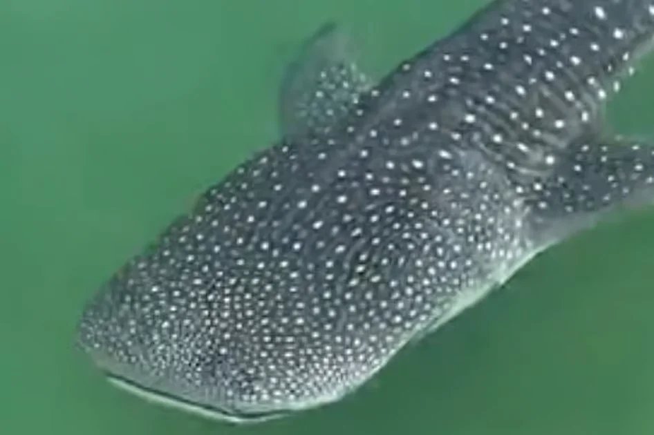 Whale shark sighting near Dubai restaurant 3 Fils surprises diners and goes viral