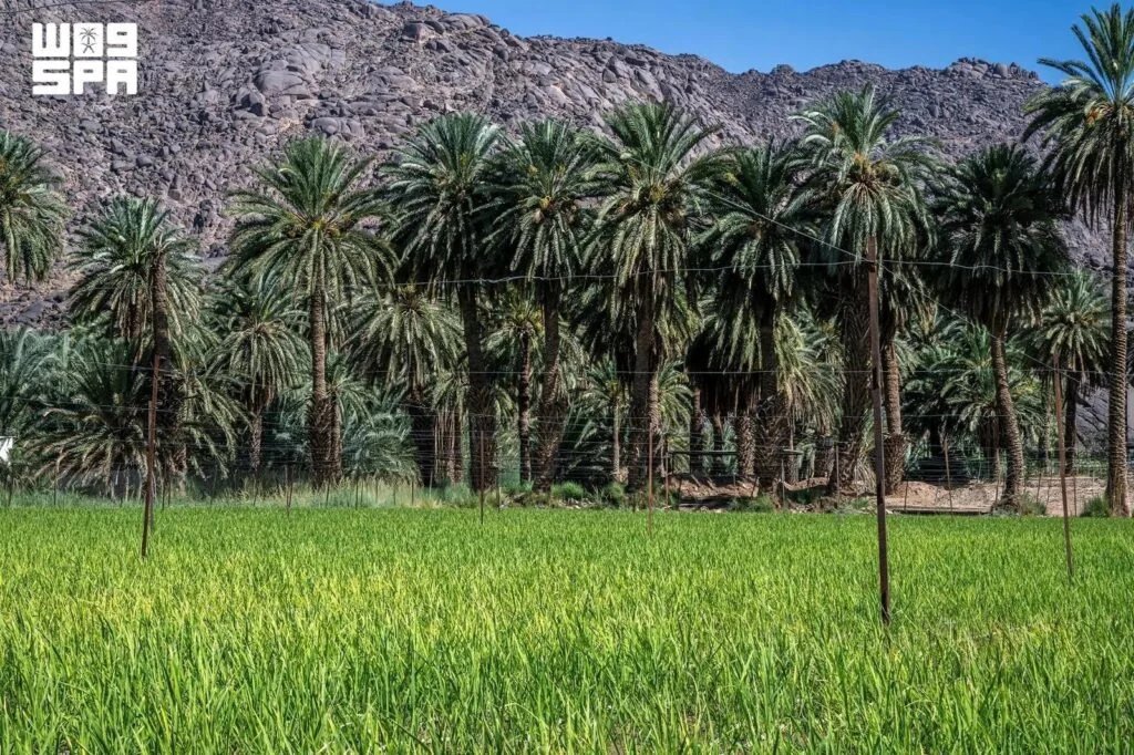 Environment, Water, Agriculture Sector Advances Toward Vision 2030 Goals