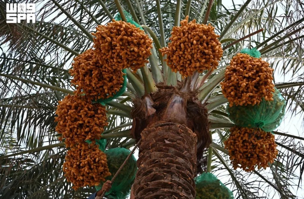 Early Date Harvest Boosts Economic Activity in Najran