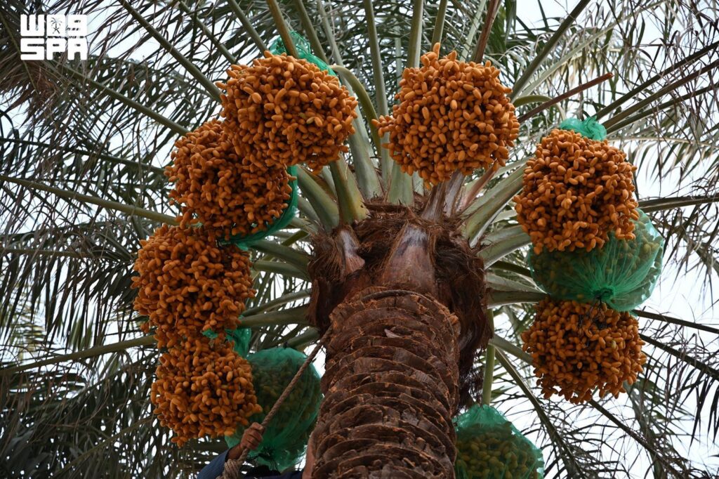 Saudi Arabia’s Markets Receive First Harvest of 2026 Date Season