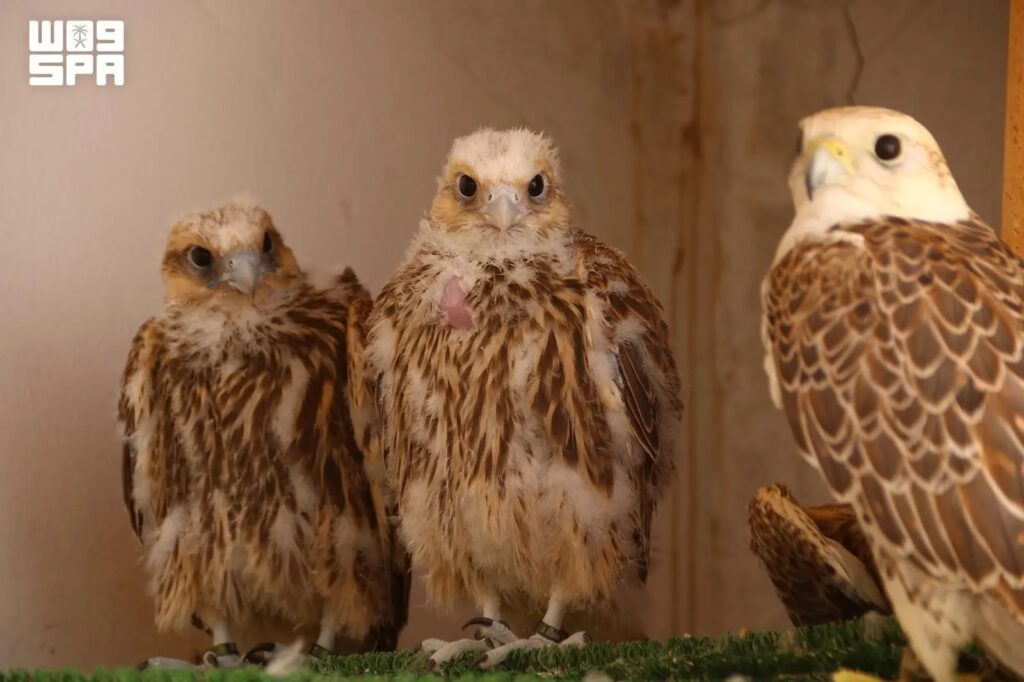 Falconry Soars as Cultural Tradition in Northern Borders Region