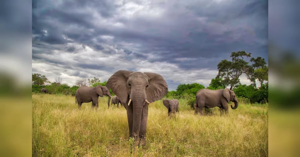 The Outpost in Botswana is a safari that seeks tranquillity over spectacle, meaning over opulence.