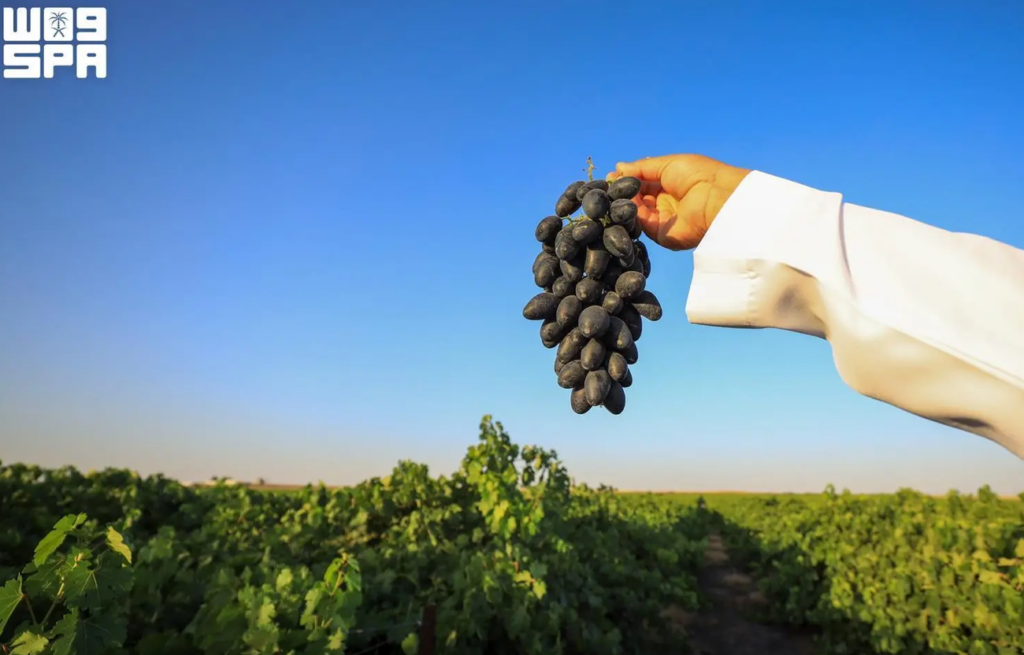 Grapes Boost Qassim’s Agricultural Profile with Annual Production Exceeding 30,000 Tons