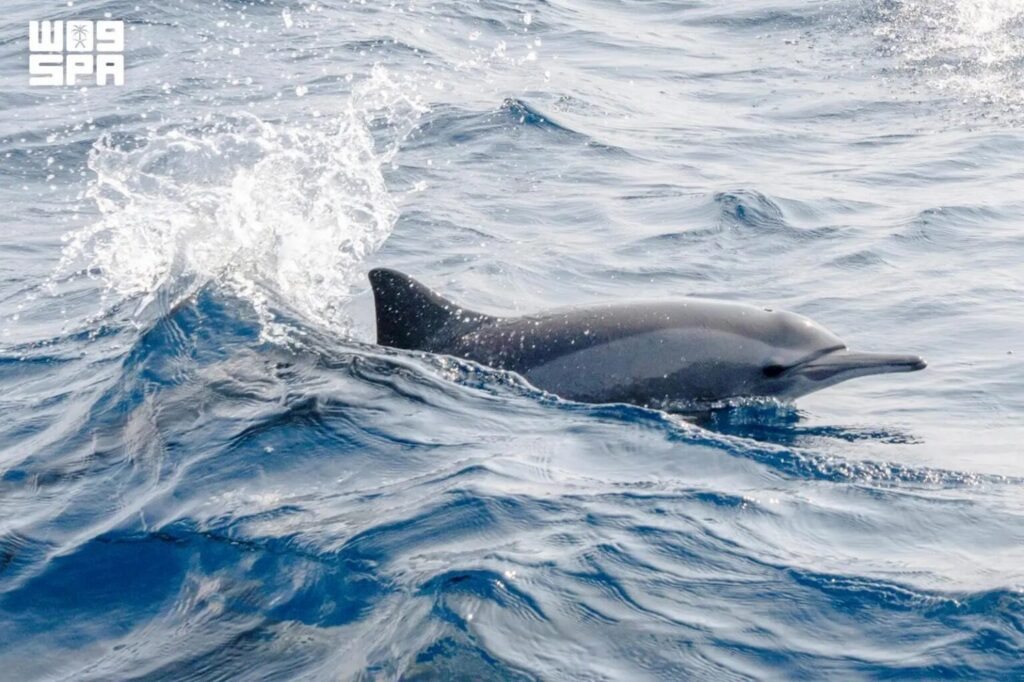 Red Sea Dolphins: Marine Diversity Enhances Sustainable Tourism Appeal